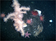 Antarctica's Sea 'Babies' in Limbo
