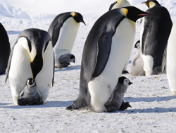 Scientists Determined First-ever Census for Emperor Penguins