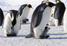 Scientists Determined First-ever Census for Emperor Penguins
