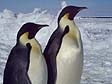 Photo of Emperor Penguins