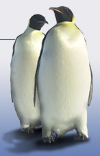 image of two penguins standing together