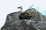 image of a roosting petrol