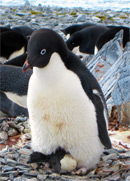 An Adélie parent guards a newly-hatched chick