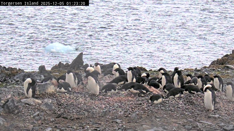 The Torgersen Island Penguin Camera