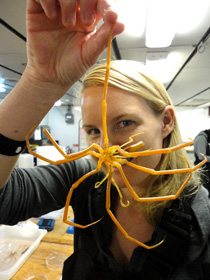 Scientist Narissa Bax Holds a Sea Spider in the Laboratory of the Research Vessel Nathaniel B. Palmer