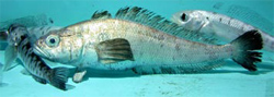 This critter was captured in the water near the McMurdo Station jetty in 15 meters of water in November 2004.