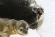 A mother Weddell seal and her pup lie on the sea ice.