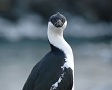 A cormorant at Norsel Point, Anvers Island, near the Antarctic Peninsula.