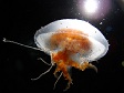 A jellyfish offshore McMurdo Station, Ross Island.