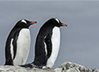 Upcoming event: chat with scientists live in Antarctica