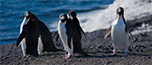 Live from Antarctica: All Things Penguins