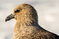 The Infamy Of The Skua