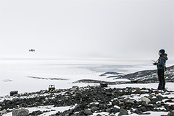 An Aerial Assessment Of Adelie Penguins
