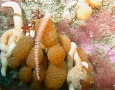 Research Update: Within an Antarctic Sea Squirt, Scientists Discover a Bacterial Species With Promising Anti-Melanoma Properties