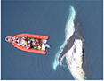 Research Update: Baleen whale prey consumption based on high-resolution foraging measurements