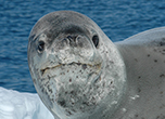 Female leopard seals are way, way bigger than their male counterparts