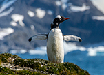 Antarctic Long-Term Ecological Research site turns 30