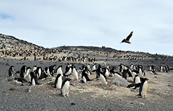 USAP Implements Enhanced Protocols Regarding Highly Pathogenic Avian Influenza (HPAI H5N1) For the 2026-2027 Antarctic Field Season