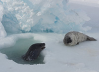 Collaborative Research: The drivers and role of immigration in the dynamics of the largest population of Weddell seals in Antarctica under changing conditions