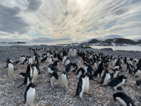 Penguin colonies studied as part of the Palmer Station Long-term Ecological Research Program (LTER). Photo by Megan Roberts