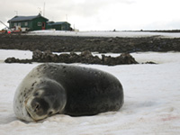 An adult female leopard seal in the foreground of the NOAA AMLR research camp at Cape Shirreff. This photo was taken by McKenzie Mudge in accordance with MMPA Permit #20599.