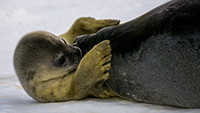 Seal Pup and Mom. Photo by Mike Lucibella, courtesy of the NSF/USAP Photo Library.