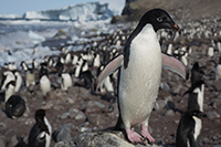 Adélie Penguin. Photo by Mike Lucibella, courtesy of the NSF/USAP Photo Library.