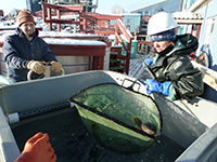 Dr. Kristin O'Brien Transferring Fish to Study. Photo by Mindy Piuk, courtesy of the NSF/USAP Photo Library. Creative Commons CC BY-NC-ND 4.0