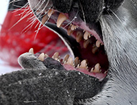 Crabeater Seal. Photo by Dan Costa. Image courtesy of NSF/USAP Photo Library. Creative Commons CC BY-NC-ND 4.0