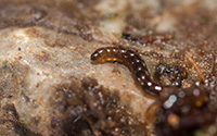 Belgica antarctica. Photo by Mike Lucibella, courtesy of the NSF/USAP Photo Library.