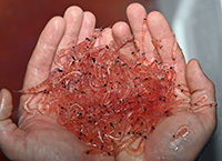 Antarctic Krill. Photo by Dan Costa. Image courtesy of NSF/USAP Photo Library. Creative Commons CC BY-NC-ND 4.0