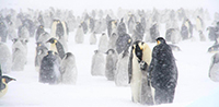 Emperor penguin feeding its chick in a snow storm. Photograph by Birgitte McDonald
