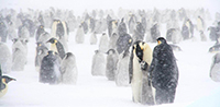 Emperor penguin feeding its chick in a snow storm. Photograph by Birgitte McDonald
