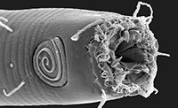 Scanning Electron Microscopy image of an Odontophora sp. nematode worm. Photo by Jim Baldwin and Manuel Mundo-Ocampo.