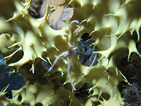 Brittle Star. Photo by Steve Rupp. Image courtesy of NSF/USAP Photo Library. Creative Commons CC BY-NC-ND 4.0