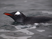 Gentoo Penguin. Photo by Ethan Norris. Image courtesy of NSF/USAP Photo Library. Creative Commons CC BY-NC-ND 4.0