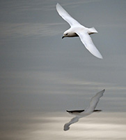 Snow Petrel. Photo by Dan Costa. Image courtesy of NSF/USAP Photo Library. Creative Commons CC BY-NC-ND 4.0