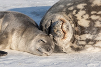 A female Weddell Seal with her pup in Erebus Bay, Antarctica. Photo by William A. Link
