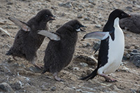 Adélie Penguins. Photo by Mika Lucibella, courtesy of the NSF/USAP Photo Library.
