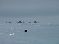 Antarctic Search for Meteorites project. Photo courtesy of NASA's Planetary Defense Initiative/Barbara Cohen,  NASA Goddard Space Flight Center
