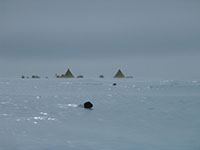Antarctic Search for Meteorites project. Photo courtesy of NASA's Planetary Defense Initiative/Barbara Cohen,  NASA Goddard Space Flight Center
