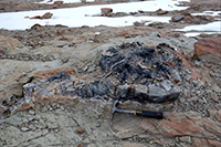 Large upright tree stump. Courtesy of Brian A. Atkinson
