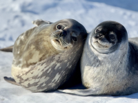 A female Weddell Seal with her soon-to-be-weaned pup in Erebus Bay, Antarctica. Photo by Sophia Rotella.