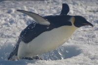 Emperor penguin exits dive hole at research camp in McMurdo Sound. Photo by Paul Ponganis. 