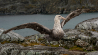 A southern giant petrel. Photo by Mike Lucibella, courtesy of the USAP Photo Library.