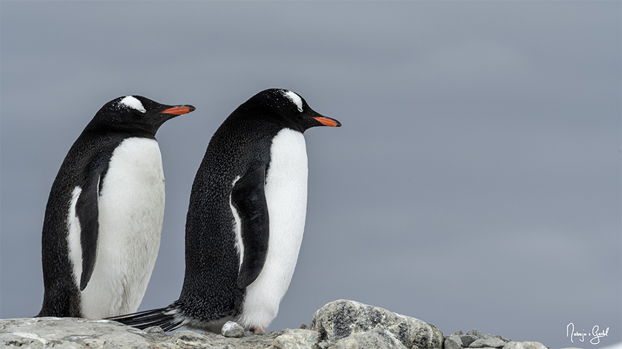 Penguins