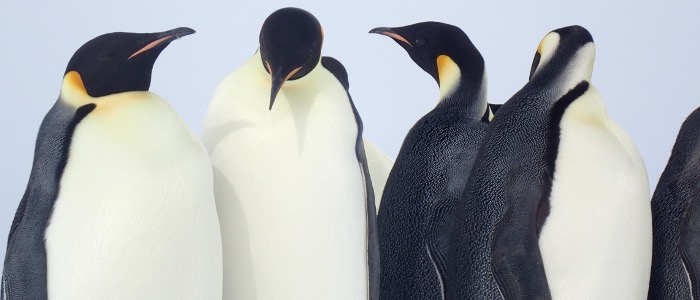 Emperor penguins