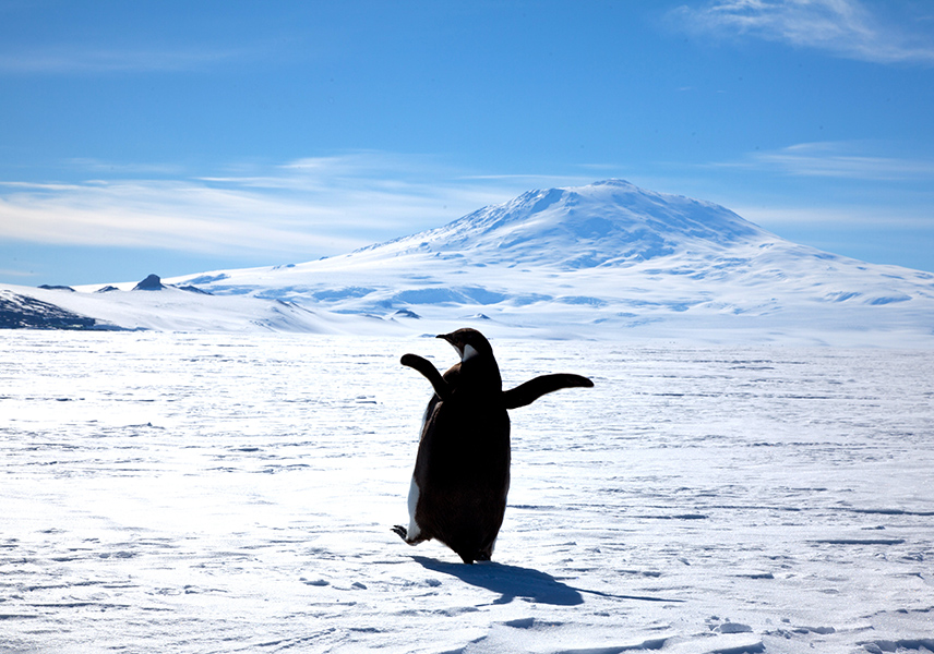 Penguins walks toward large, snowy mountain