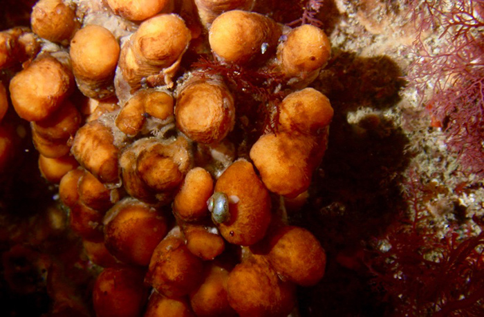 Colony of sea squirt