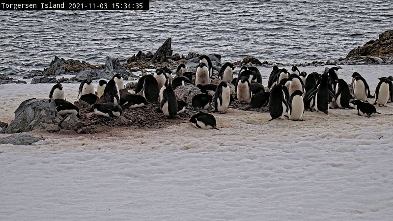 Adelie penguins standing in a group on a rocky surface.
